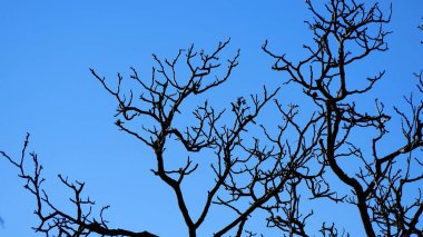 Yaprakları olmayan bir ağacın dalları açık mavi gökyüzünün arka planında. Baharın ilk zamanları manzarası. Meditasyon ve yalnızlık konsepti, vahşi yaşam.