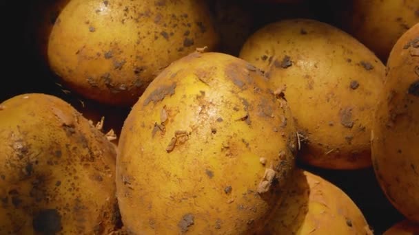 Les Gros Tubercules Pommes Terre Fraîchement Récoltées Sont Éclairés Par — Video