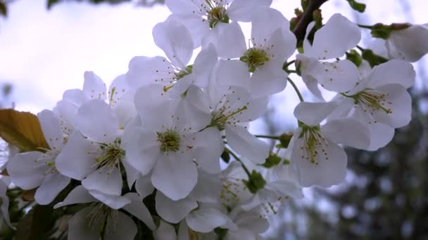 Fehér Cseresznyevirág Virágzik Égen Virágzó Kert Tavasszal Tavasz Hangulat — Stock videók