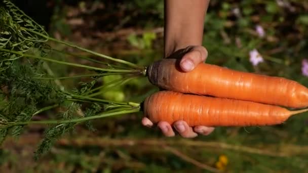 緑の庭の背景にある子供の2つの新鮮なニンジン根野菜 有機野菜の栽培について ダイエット中の野菜 健康的な食事の概念 — ストック動画
