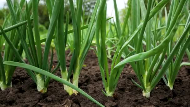 Cebolas Verdes Crescem Jardim Livre Panorama Cultivo Vegetais Orgânicos Verdes — Vídeo de Stock