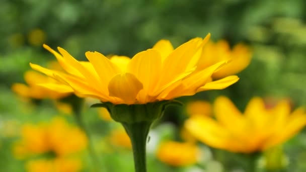 緑の庭の背景にある大きな黄色い野生の花 暖かい夏の天気 夏のリラックスとリラックス — ストック動画