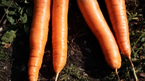 新摘下的胡萝卜从地面与草药在花园 种植生态蔬菜 收获蔬菜 适当营养的概念 — 图库视频影像
