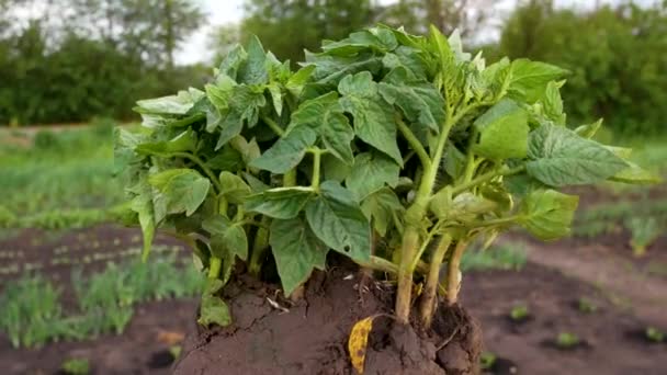 緑のジューシーなトマトの強い苗 春の地面とベッドの背景に対して農家の手のトマト 春にトマトの苗を植える 有機栽培について — ストック動画