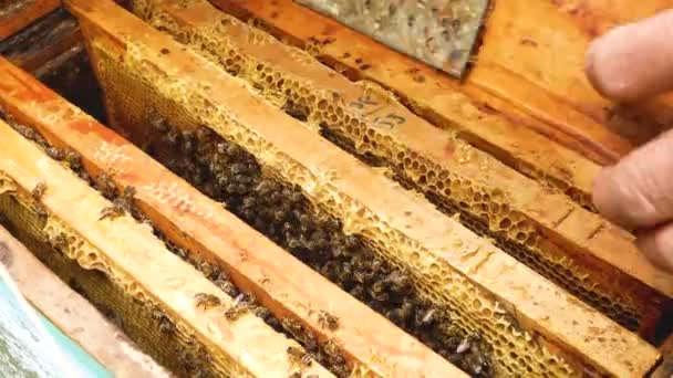 Arı Yetiştiricisi Kovandan Arılarla Çerçeveyi Çeker Çerçevede Bir Sürü Arı — Stok video