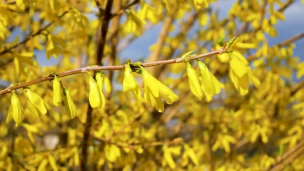 Piękny Żółty Krzak Kwitnący Tle Błękitnego Nieba Panoramę Pierwiosnki Wiosenne — Wideo stockowe