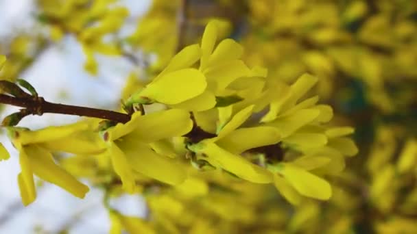 Krzew Żółtymi Kwiatami Kołysze Się Wietrze Przeciw Błękitnemu Niebu Wiosenny — Wideo stockowe