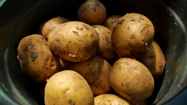 Muitas Batatas Recém Colhidas Num Balde Colheita Batata Cultivo Verduras — Vídeo de Stock
