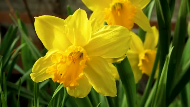 Gyönyörű Virágzó Sárga Nárciszok Kertben Ahogy Ringatóznak Szélben Tavaszi Táj — Stock videók