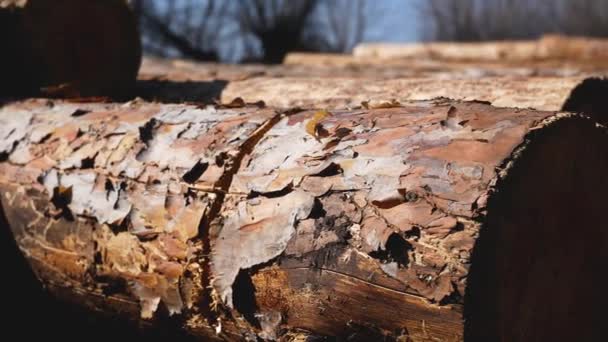 在蓝天和蓝树的背景下 地上躺着许多被砍倒的松木 树木砍伐的概念 工业木材 偷猎毁林 — 图库视频影像