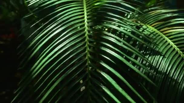 Большие Листья Тропического Растения Тени Редкие Лучи Солнца Падают Листья — стоковое видео