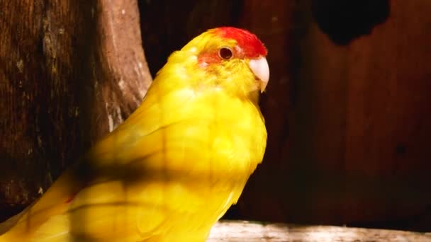 黄色い大きなオウムが枝の上に座り 周りを見回しています 太陽の光が鳥の上に落ちる — ストック動画