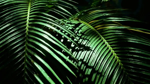 Large leaves of a tropical plant in the shade, rare rays of the sun fall on the leaves. Panorama. Hot summer among tropical plants.