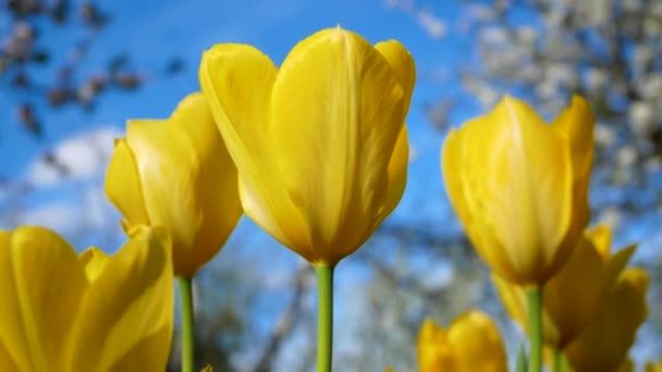 Žluté Kvetoucí Tulipány Pozadí Modré Oblohy Detailní Záběr Jarní Nálada — Stock video