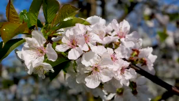 青空の背景に春に咲くフルーツの木の枝 パノラマ 春にフルーツの木が咲きました — ストック動画
