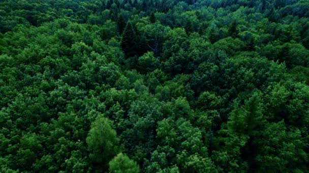 Verde Denso Bosque Caducifolio Vista Superior Disparando Desde Quadcopter Concepto — Vídeo de stock