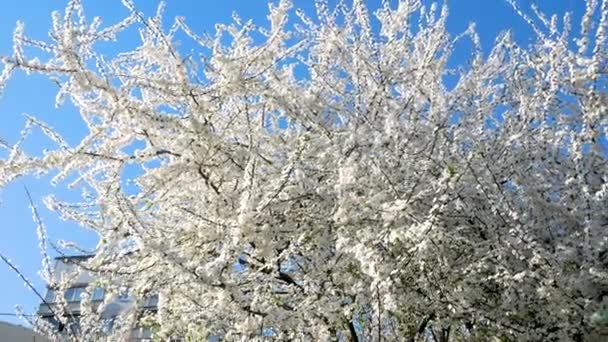 Крупное Цветущее Фруктовое Дерево Фоне Голубого Неба Весенний Пейзаж Панорама — стоковое видео