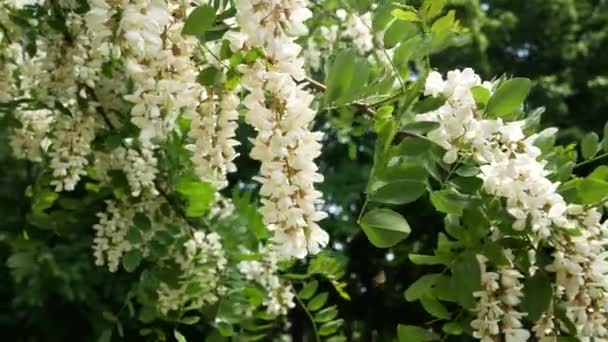 Clusters Blooming White Acacia Fragrant Fragrant Tree Panorama Honey Flowering — Stock videók