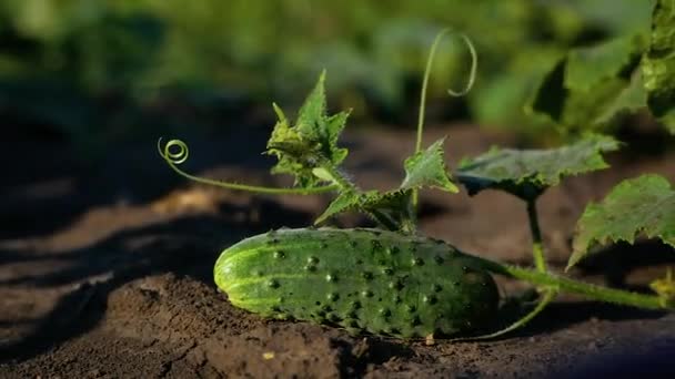 Groene Rijpe Komkommer Tuin Komkommer Ligt Grond Tussen Bladeren Biologische — Stockvideo