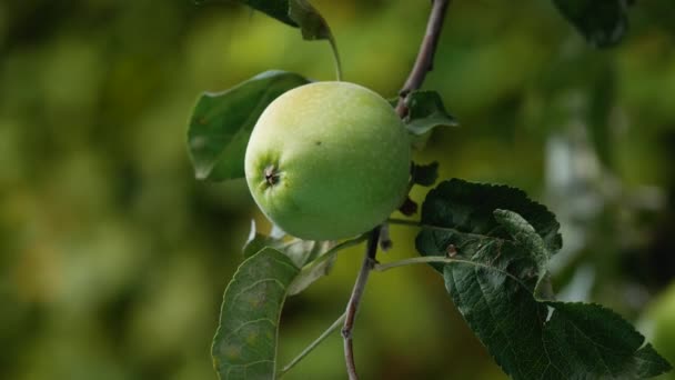 庭のリンゴの木の枝に緑のりんご 背景には庭の木の緑の葉があります 庭で果物を育てている オーガニックフルーツ — ストック動画
