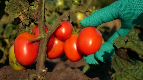 Ein Bauer Mit Einem Handschuh Tastet Und Untersucht Reife Rote — Stockvideo