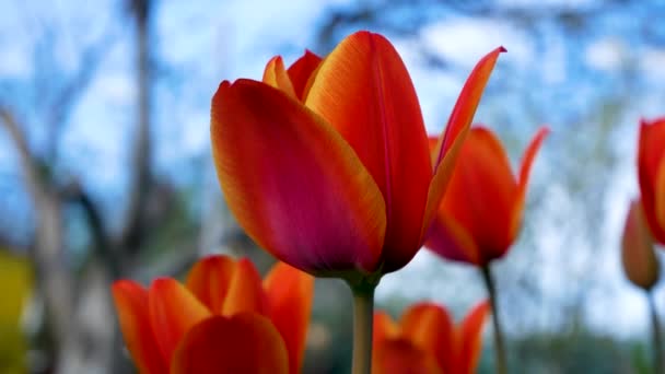 Tulipanes Rojos Fondo Cielo Azul Flores Primavera Despertar Primavera Clima — Vídeo de stock