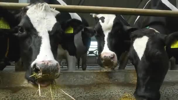 荷尔斯泰因奶牛站在农场的一个摊位上吃干草 农场里的奶牛 牛奶生产 — 图库视频影像