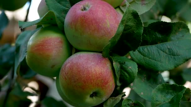 庭のリンゴの木の枝に大きな熟した赤いリンゴ パノラマ 果樹園で有機リンゴを栽培しています 夏のオーチャード リンゴを収穫する — ストック動画