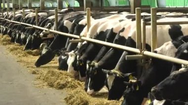 Birçok Holstein ineği ahırdaki bir ahırda durur ve saman yerler. Çiftlikte inek yetiştiriyorum, süt üretiyorum..