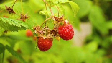 Bahçedeki ahududu çalılığında olgun ahududular. Arka planda bahçenin yeşil yaprakları var. Böğürtlen olgunlaşması. Bahçedeki vitamin meyveleri. Böğürtlen hasadı.