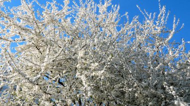 Large blooming fruit tree against blue sky background. Spring landscape. Panorama. clipart