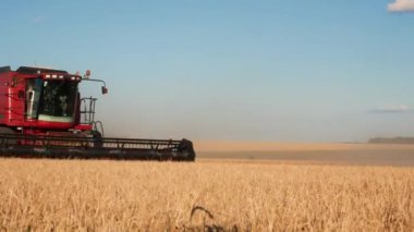Bir biçerdöver tarladan geçiyor, altın buğday hasat ediyor. Kenarlarında altın olgun buğdaylarla dolu kocaman bir tarla var. Tahıl hasadı konsepti, gıda güvenliği.
