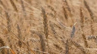 Buğday tarlasına karşı olgun buğdayın altın kulakları. Erken tahıl ekimi ve hasat. Organik buğday. Gıda güvenliği kavramı.