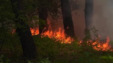 Ormanda, çamların arasında, orman çöpleri yanıyor. Yüksek kırmızı bir alev ağaçların sütunlarına yükselir. Orman yangınları.