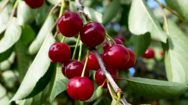 Bahçedeki yeşil yaprakların arasında bir ağaç dalında olgun kırmızı kirazlar. Organik böğürtlen yetiştiriyor. Yazın böğürtlen hasadı. Tatlı vitamin doğal tatlı..