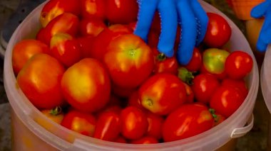 Eldivenli bir el olgun kırmızı domatesleri kovaya koyar. Domates hasadı..