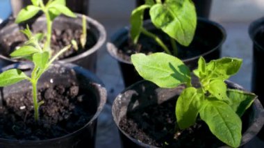 Genç bitki, çiçek ve sebze tohumları, küçük saksılarda. Panorama. Bahçede bitki yetiştiriyor. Bitki yetiştiriciliği, bitki üretimi.