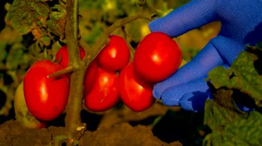 Eldivenli bir çiftçi bahçedeki domateslerin olgunluğunu kontrol eder, bahçedeki çalıların üzerindeki kırmızı domateslere dokunur. Domates hasadı. Organik sebze yetiştiriyor..