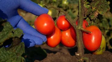 Eldivenli bir el bahçedeki domateslerin olgunluğunu kontrol eder. Organik domates yetiştiriyorlar. Taze sebzeler, tarım kavramı..