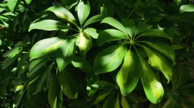 Gölgede büyük yeşil tropik Sheflera yaprakları. Panorama. Yeşil tropiklerin atmosferi. Sıcak bir günde yeşilliğin gölgesinde rahatla..
