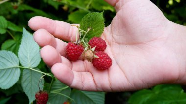 Bahçedeki yeşil bir ahududu çalısının arka planına karşı çocuksu bir el içinde olgun kırmızı kokulu ahududu böğürtlenleri. Bahçede ahududu yetiştiriyor. Tatlı olarak taze böğürtlen.