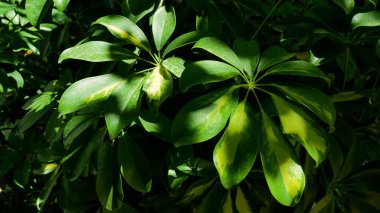 Large green leaves of tropical sheflera in the shade. Panorama. The atmosphere of the green tropics. Relax in the shade of greenery on a hot day. clipart