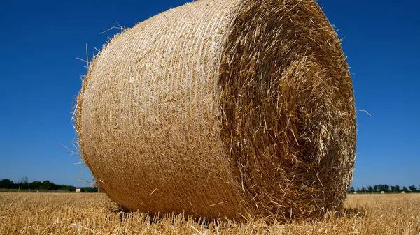 stock image A large round bale of golden hay in a field of mown wheat under a blue sky. Panorama.