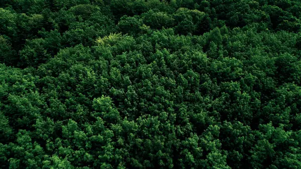 Yoğun bir ormanda yeşil ağaç tepeleri. Üst görüntü, İHA uçuşu. Büyük, yoğun bir yaprak döken orman. Ormanları ve yeşil alanları koruma kavramı. Ormanların yok olmasıyla mücadele.
