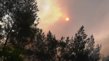 Ormanda yangın. Ağaçların tepesindeki ormandan yoğun duman yükseliyor. Sıcak yaz aylarında orman yangınları. Ormanların yangınlardan korunması.