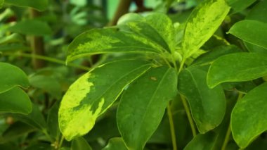Tropik bir bahçede Schefflera 'nın parlak yaprakları. Sıcak bir günde tropik bitkiler. Tropik yeşillik içeren bir arkaplan.