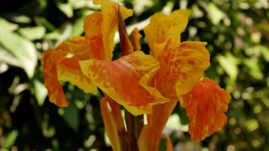 Bahçedeki yeşilliğin arka planında parlak tropikal portakal çiçeği. Yaz çiçekli arka plan.