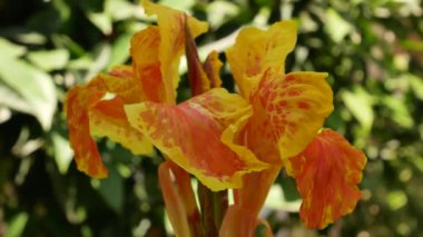 Bahçedeki yeşilliğin arka planında parlak tropikal portakal çiçeği. Yaz çiçekli arka plan.