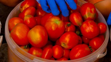 Çiftçi elleri bir kova olgun domates koydu. Domates hasadı. Büyüyen organik domatesler.