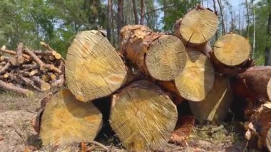 Ormanda yerde büyük kesilen çam kütükleri vardı. Arka planda birçok devrilmiş ağaç var. Orman koruma konsepti. Kaçak avcılık. Hijyenik orman tahribatı. Toplama: